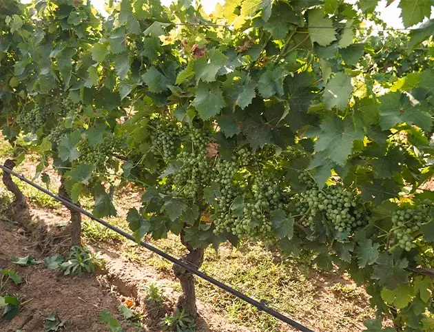 tenuta-bonincontro-vigneti-2